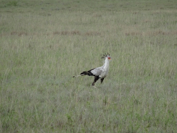 5d Serengeti, wildlive, _DSC00300