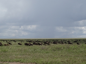 5e Serengeti, gnoes trek, _DSC00305