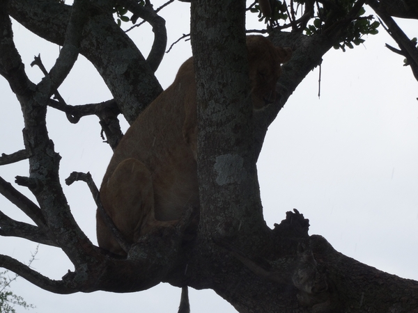 5e Serengeti, leeuwen _DSC00308