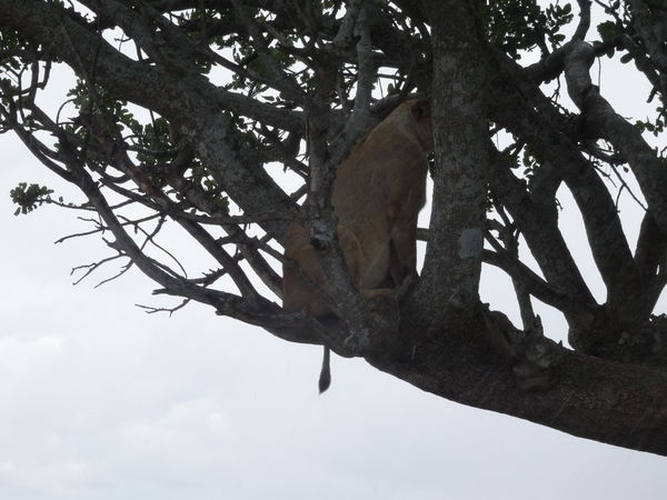 5e Serengeti, leeuwen _DSC00310