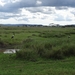 5e Serengeti, wildlive _DSC00315