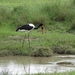 5e Serengeti, wildlive _DSC00318