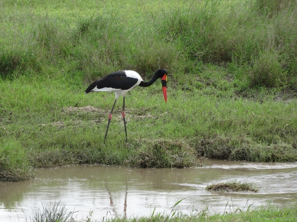 5e Serengeti, wildlive _DSC00318