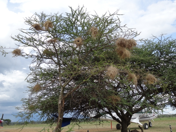 5f Serengeti, vliegveld, _DSC00320
