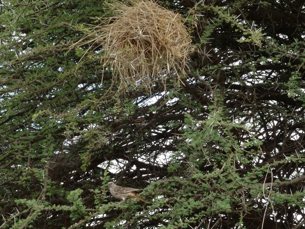 5f Serengeti, vliegveld, _DSC00321