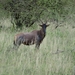 5h Serengeti, wildlive _DSC00322