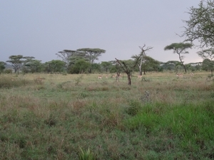 5i Serengeti, tentenkamp _DSC00326