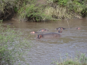 5j Serengeti, safari, nijlpaarden _DSC00368