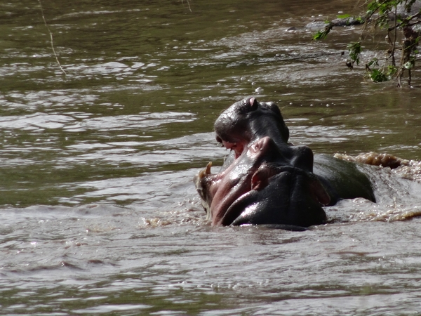 5j Serengeti, safari, nijlpaarden _DSC00379