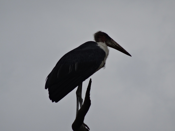 5j Serengeti, safari, wildlive _DSC00382