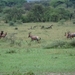 5j Serengeti, safari, _DSC00347