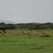 5j Serengeti, safari, _DSC00348