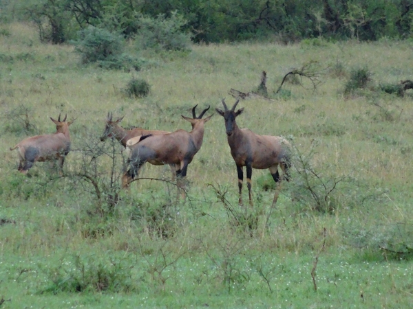 5j Serengeti, safari, _DSC00350