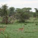 5j Serengeti, safari, _DSC00352