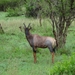 5j Serengeti, safari, _DSC00356