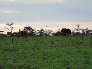 5j Serengeti, safari, _DSC00360