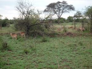 5j Serengeti, safari, _P1210608