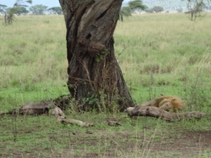 5k Serengeti, leeuw met gnoe, _