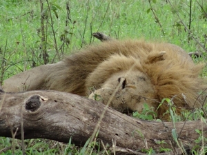 5k Serengeti, leeuw met gnoe, _DSC00383