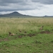 5k Serengeti, safari, _DSC00396