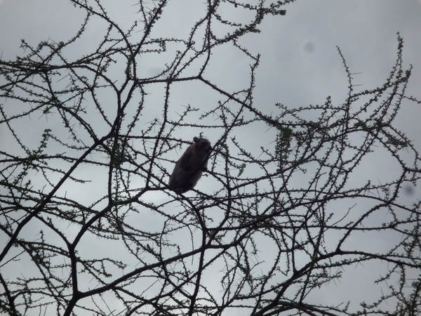 5l Serengeti, lunch, _P1210626