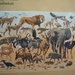 5m Serengeti, populatie overzicht, _P1210634