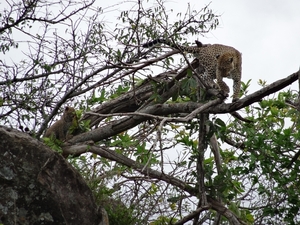 5n Serengeti, luipaard met jongen, _DSC00404