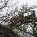 5n Serengeti, luipaard met jongen, _DSC00405