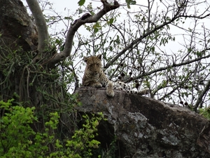 5n Serengeti, luipaard met jongen, _DSC00406