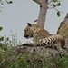 5n Serengeti, luipaard met jongen, _DSC00409