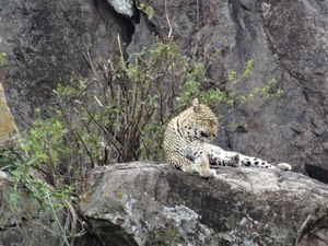 5n Serengeti, luipaard met jongen, _DSC00411