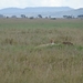 5o Serengeti, cheeta, _DSC00413
