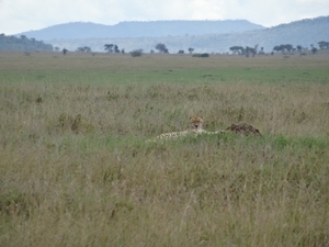 5o Serengeti, cheeta, _DSC00413