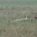 5o Serengeti, cheeta, _DSC00414