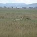 5o Serengeti, cheeta, _DSC00417