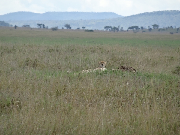 5o Serengeti, cheeta, _DSC00417