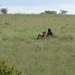 5o Serengeti, leeuw, _DSC00434