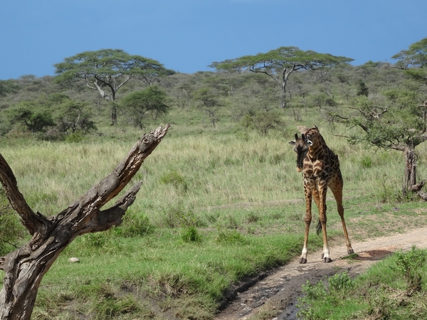 5p Serengeti, giraffe, _DSC00435