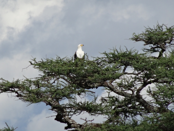 5p Serengeti, wildlive _DSC00439