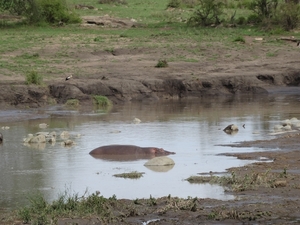 5p Serengeti, wildlive _DSC00440