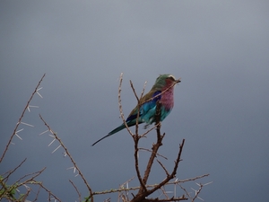 5p Serengeti, wildlive _DSC00441