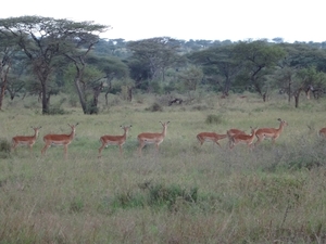 5r Serengeti, tentenkamp _DSC00444