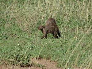 5s Serengeti, --)  Oost, wildlive _DSC00458