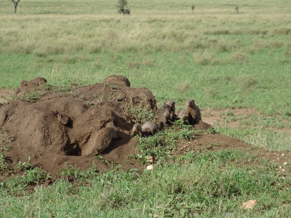 5s Serengeti, --)  Oost, wildlive _DSC00460