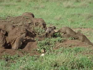 5s Serengeti, --)  Oost, wildlive _DSC00461