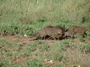 5s Serengeti, --)  Oost, wildlive _DSC00464