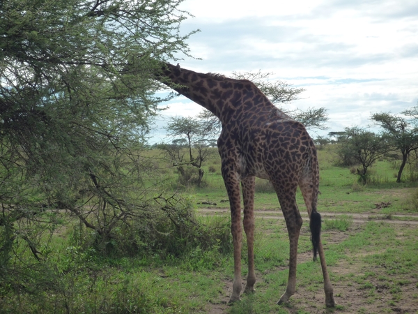 5s Serengeti, --)  Oost, wildlive _P1210651