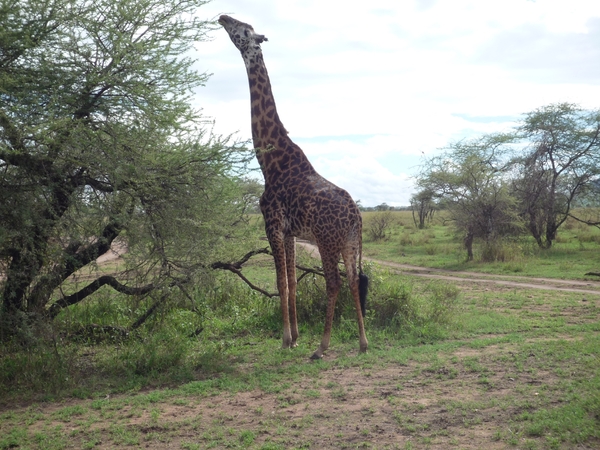 5s Serengeti, --)  Oost, wildlive _P1210653