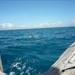 7c Zanzibar, dolfijnen spotten  in Fumba lagune _