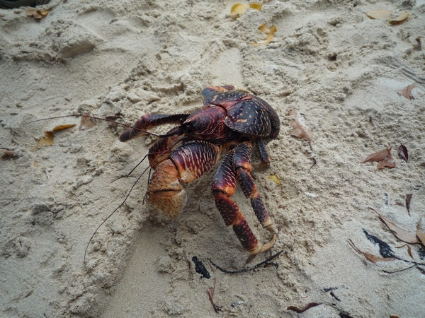 7c Zanzibar, zeilen, snorkelen en BBQ  in Fumba lagune _P1210764